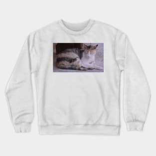 Abbey Cat Crewneck Sweatshirt